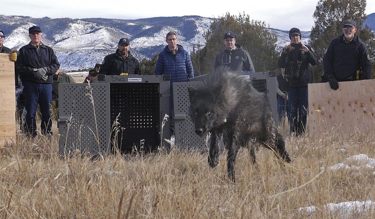 Colorado releases first 5 wolves in reintroduction plan approved by voters to chagrin of ranchers