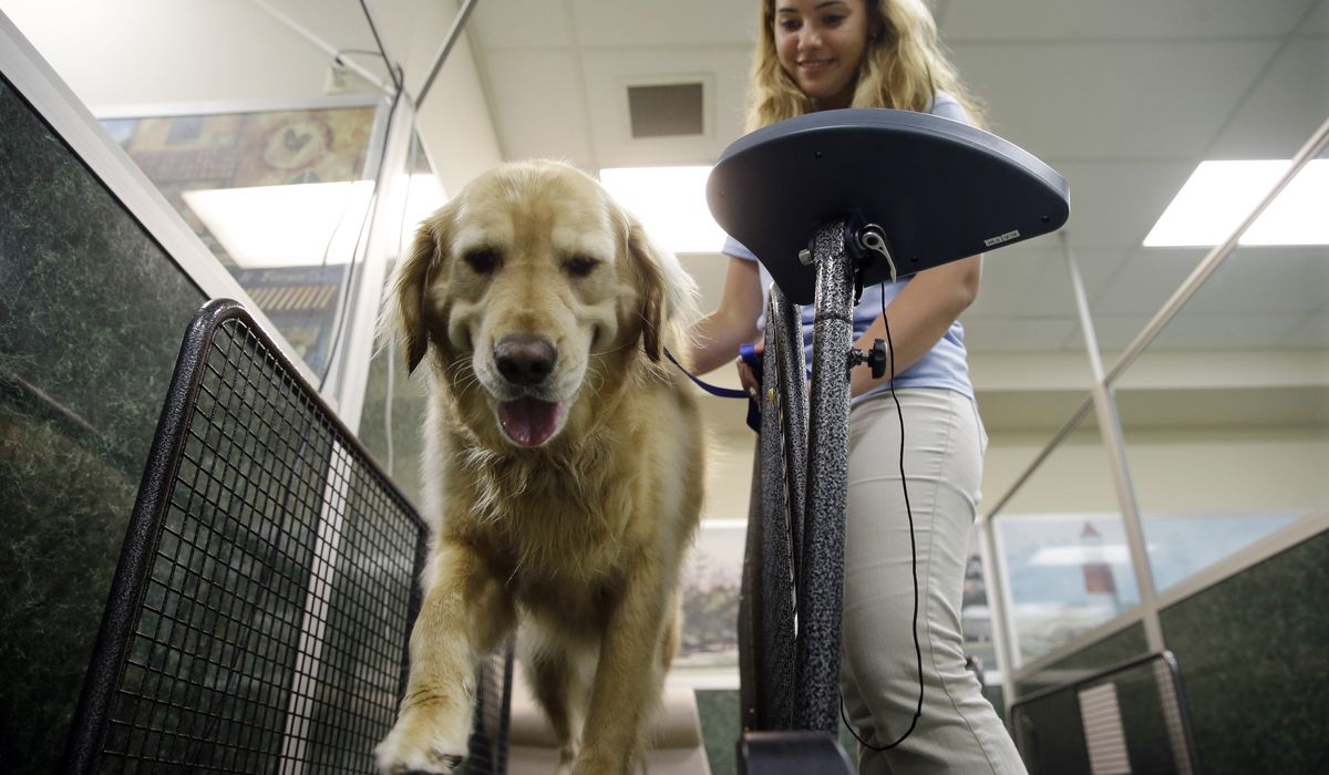 Running on empty: Why the feds love paying to test animals exercising on treadmills