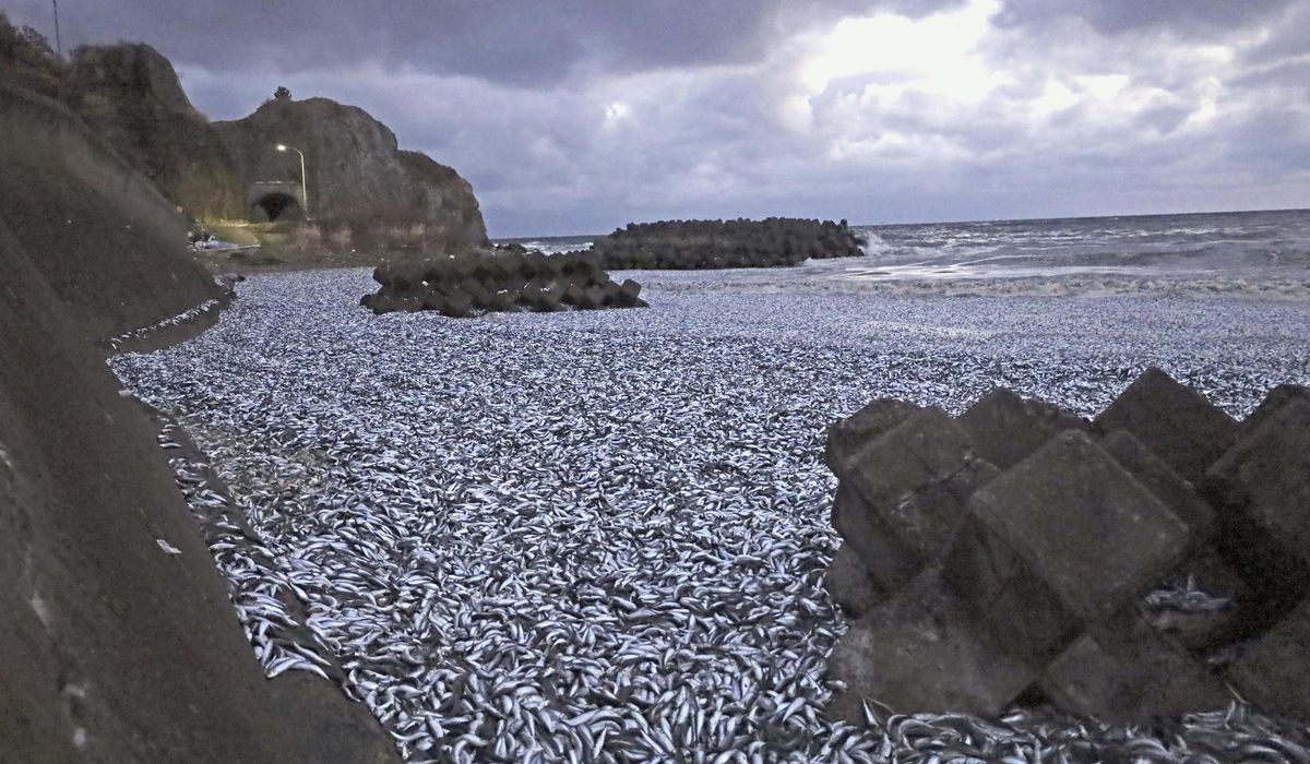 Thousands of tons of dead sardines wash ashore in northern Japan