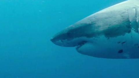 Has great white shark newborn been caught on film for the first time?