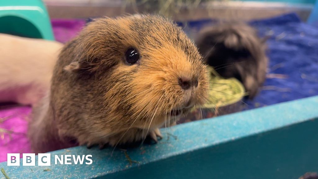 Guinea pigs in luxury shed become TikTok hit